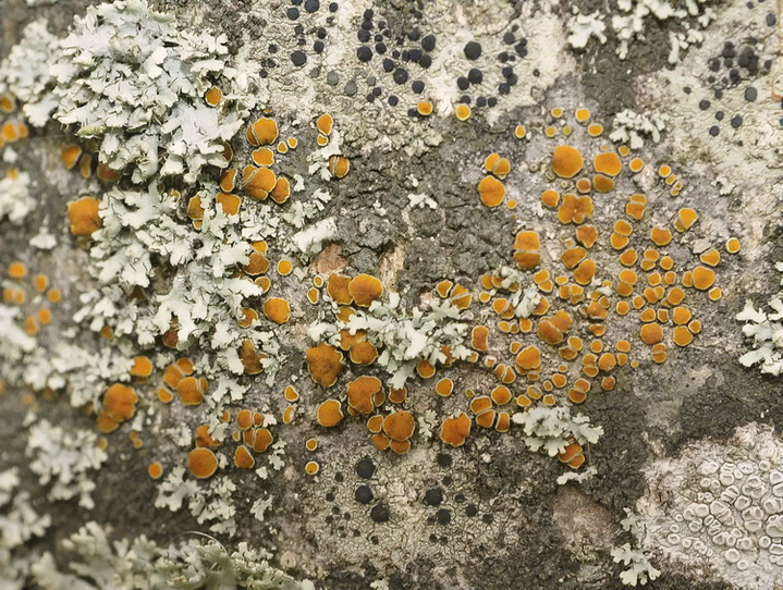 Caloplaca cerina - Lichene dal Parco della Piana